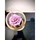 CLOCHE ROSE ETERNELLE ROSE